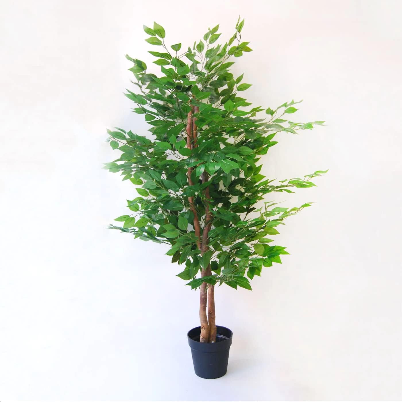 | Plante Ficus 150Cm | 