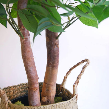 | Plante Ficus 150Cm | 