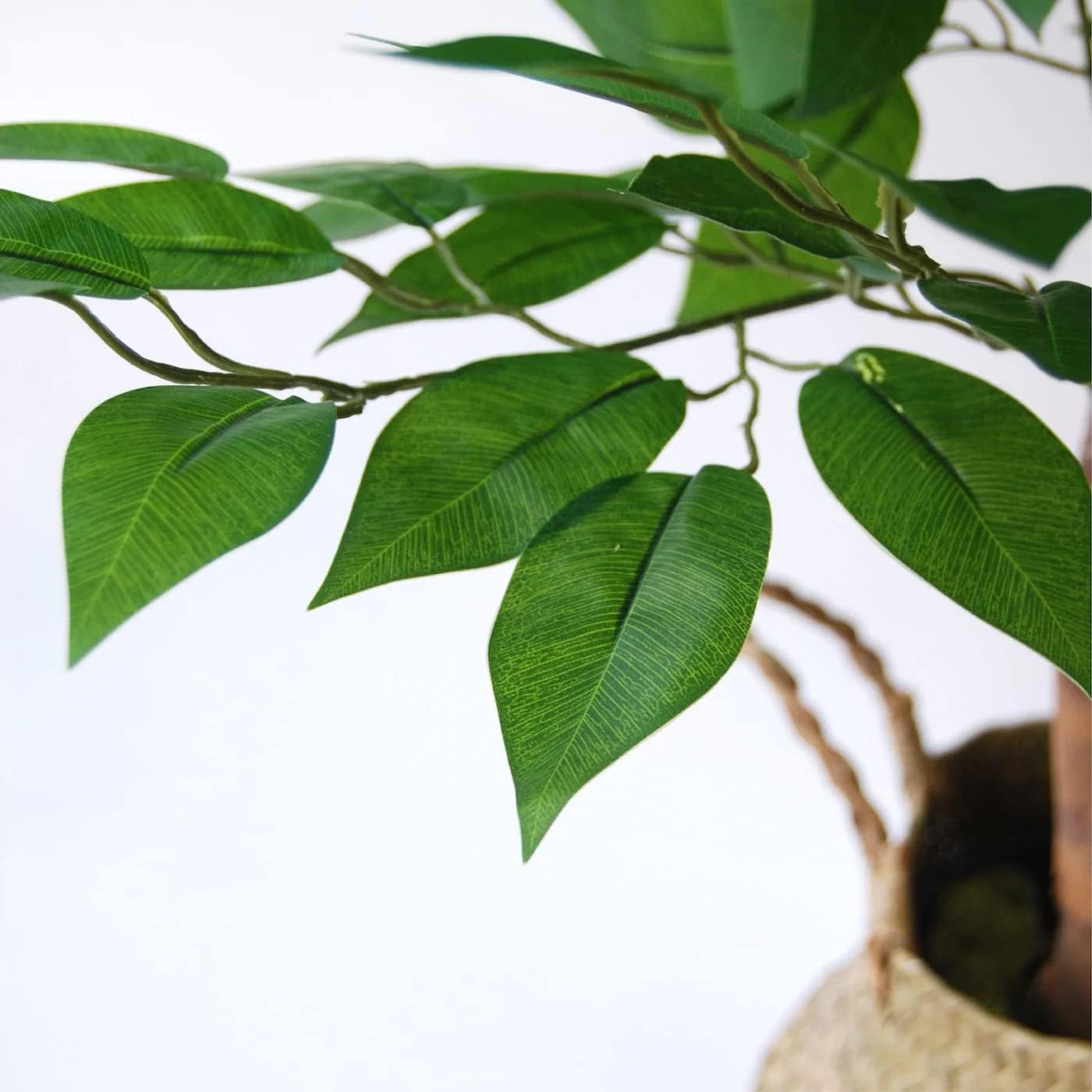 | Plante Ficus 150Cm | 