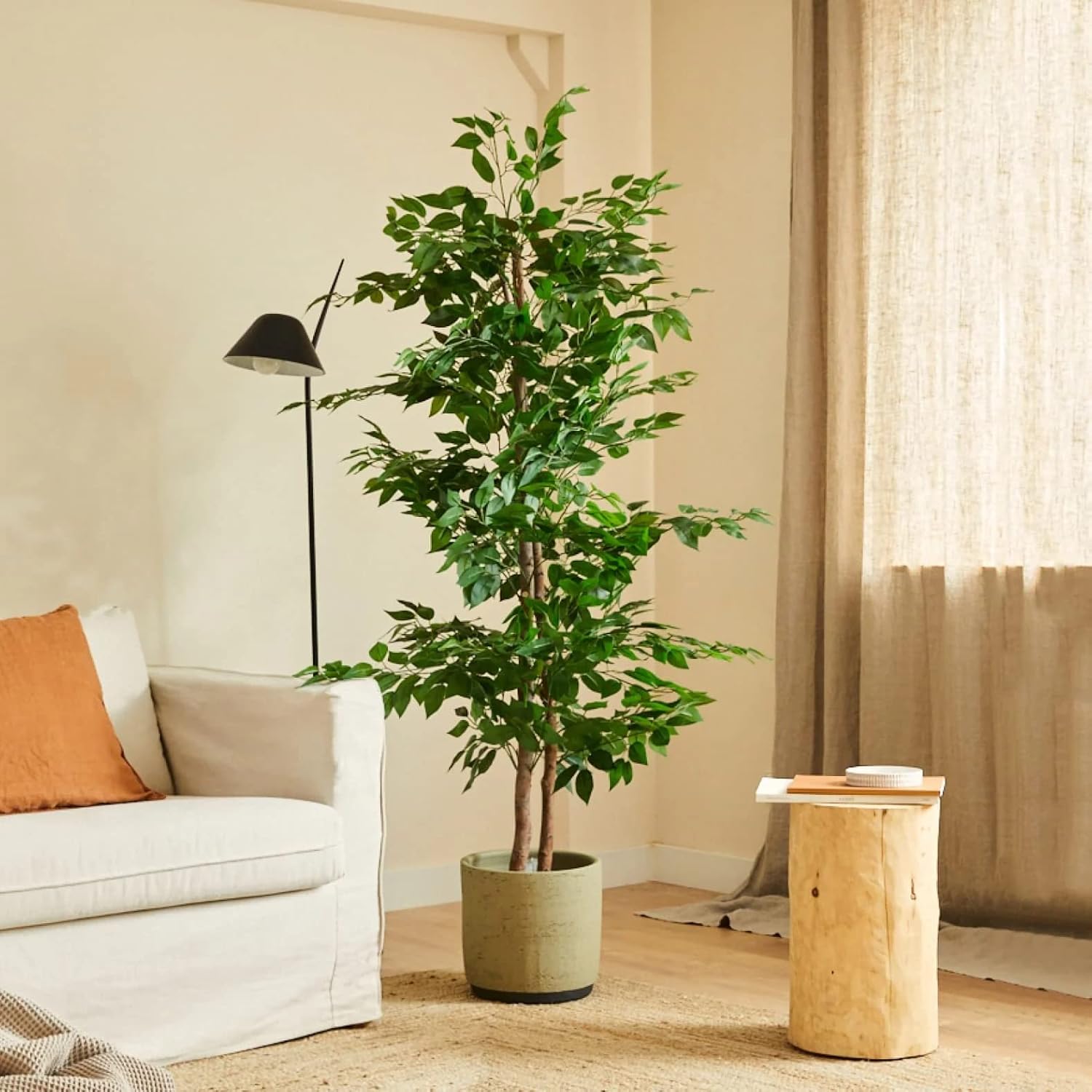 | Plante Ficus 150Cm | 