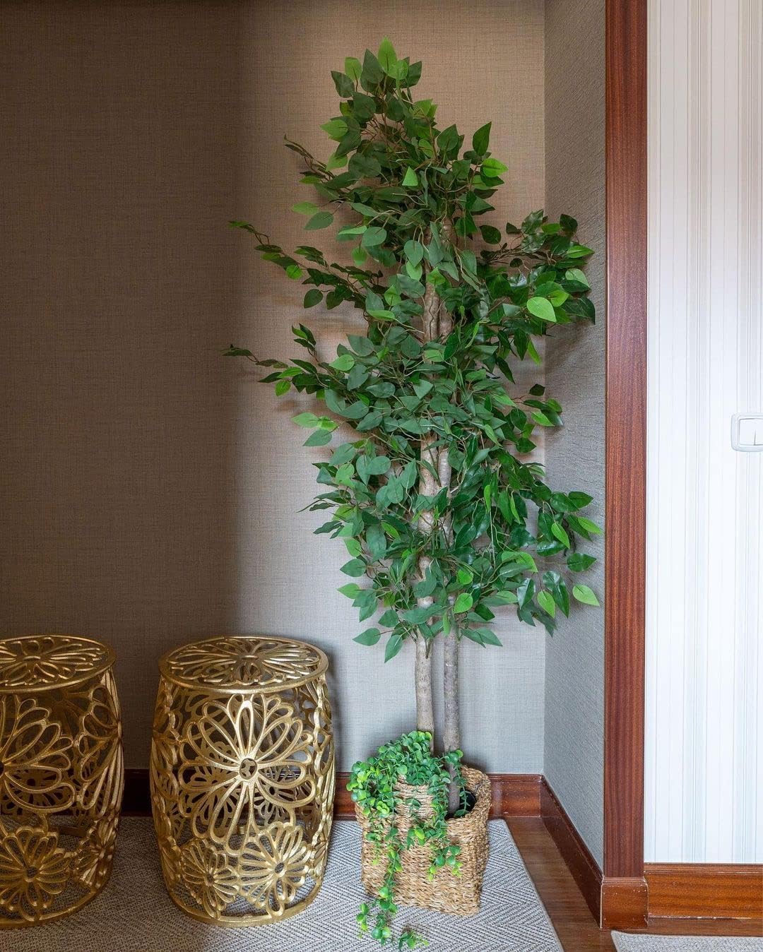 | Plante Ficus 150Cm | 